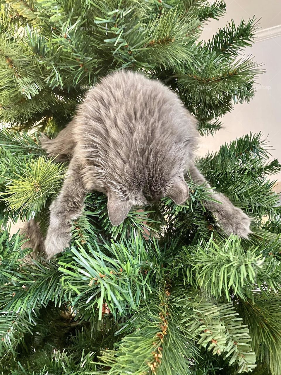 A grey fluffy cat laying in an artificial Christmas tree