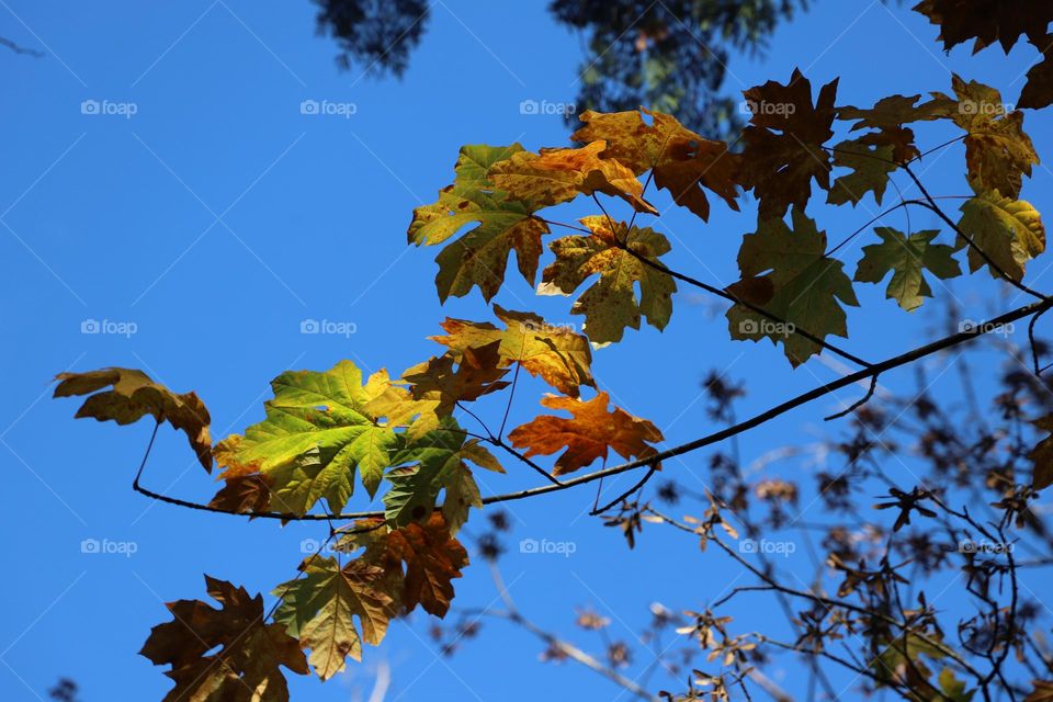 Leaves changing colors , fall has come 