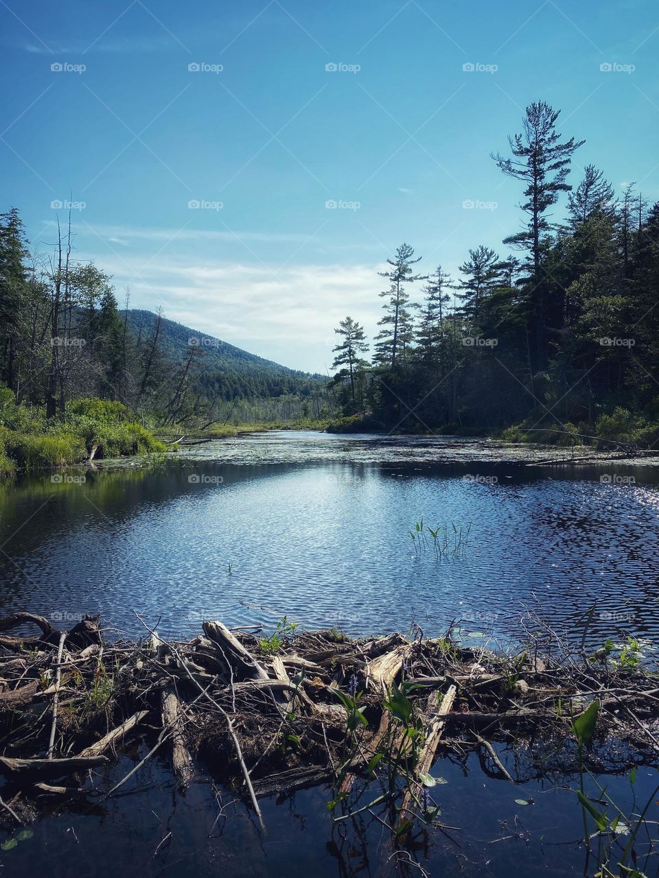 Beaver dam on a stream in the Adirondack mountains of New York State