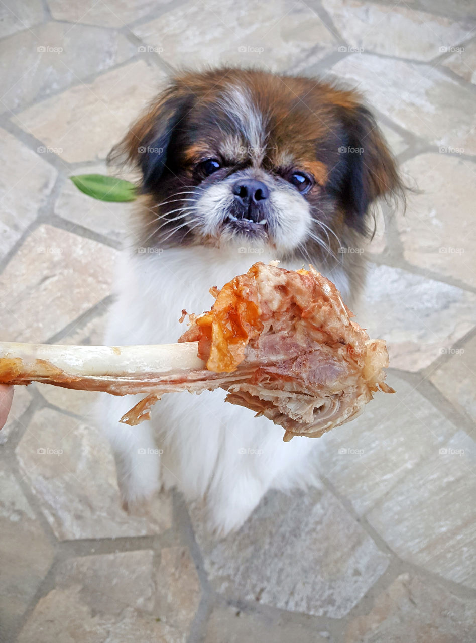 Pekingese Dog, waiting for the turkey leg, doing tricks for the treats