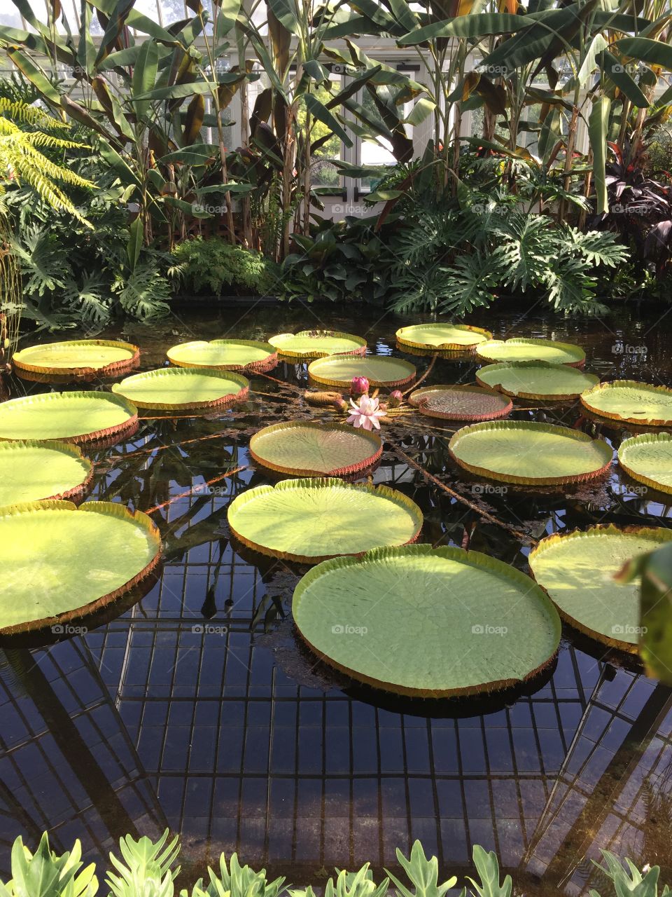 Large Lilly pads at the botanical garden
