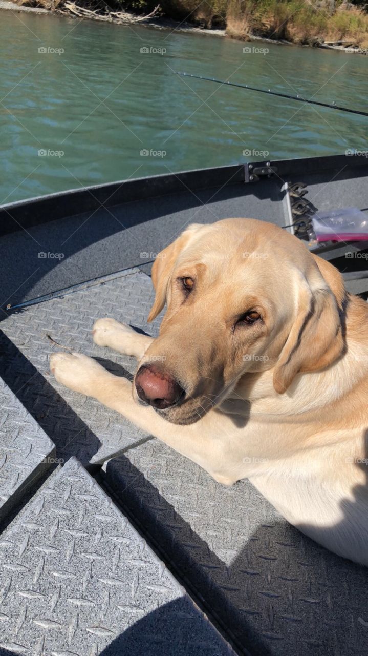 Mojo is the best fishing partner! 
