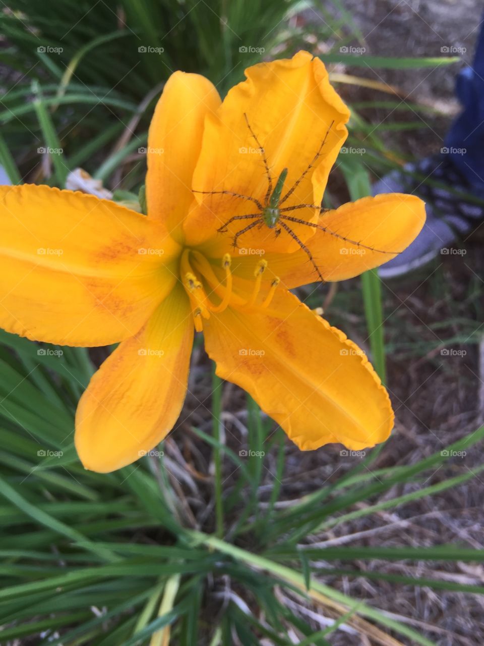 Spider on a flower 