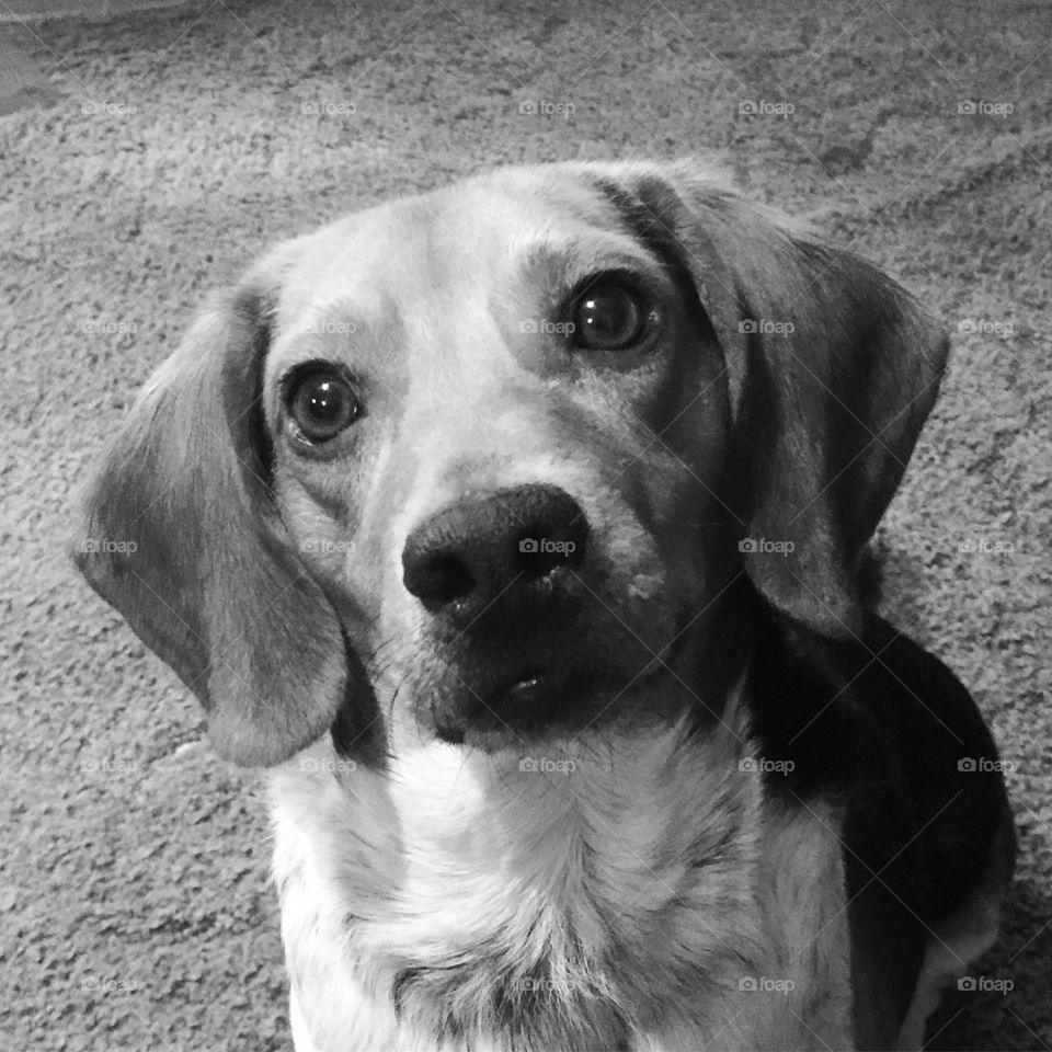 A beautiful beagle begging for a treat!