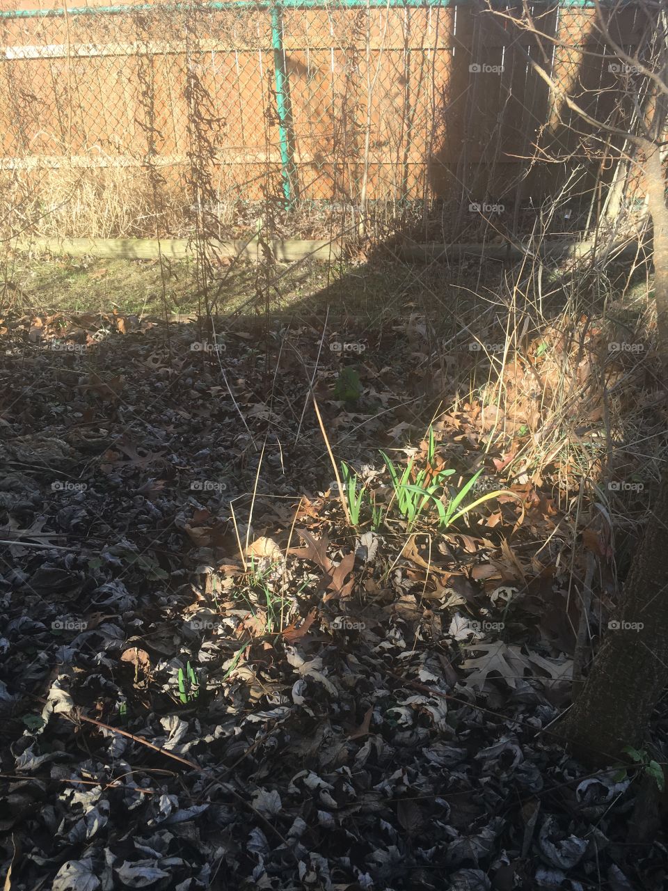 December 2015 flowers growing 
