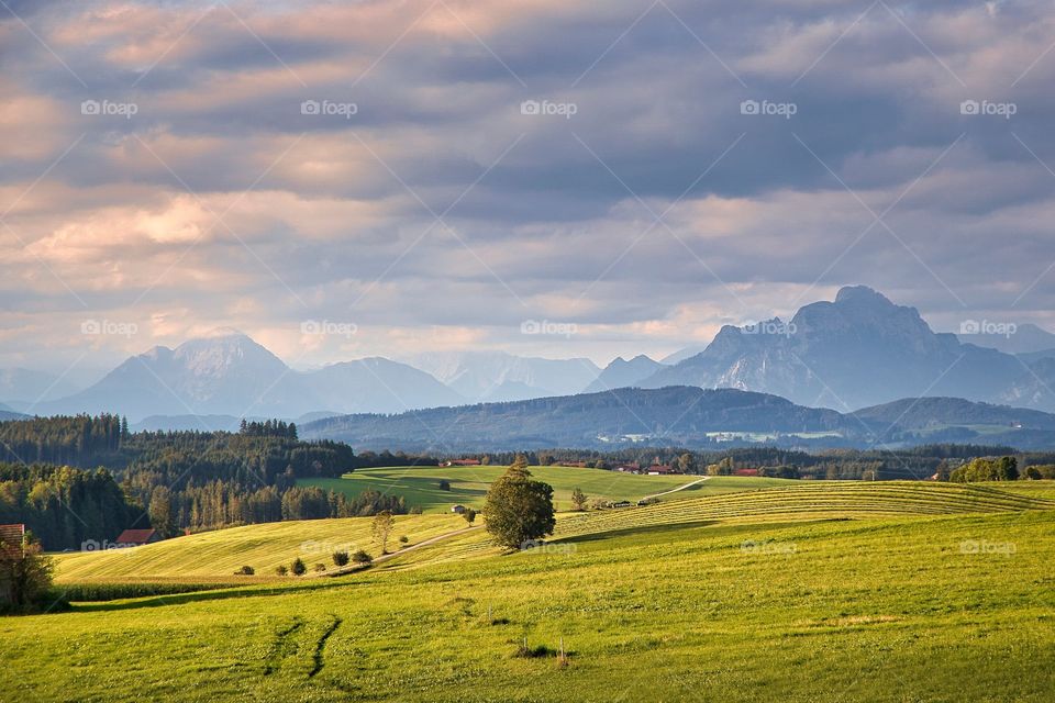 Beautiful field scenery