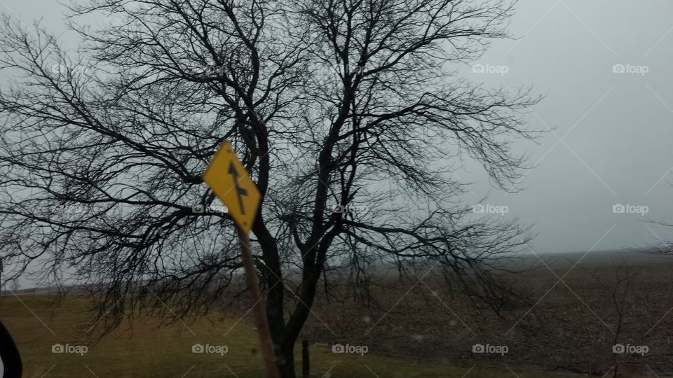 Tree, Landscape, No Person, Winter, Outdoors