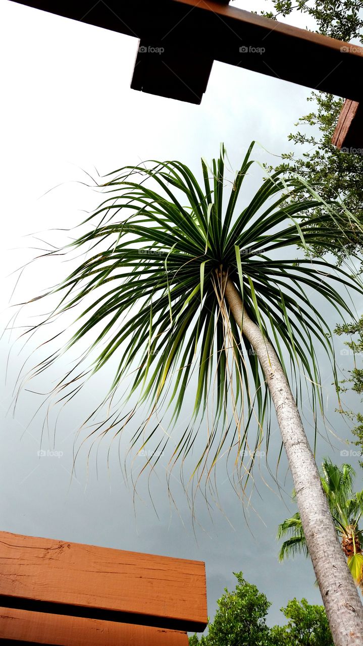 Palm tree. Palm tree in the breeze
