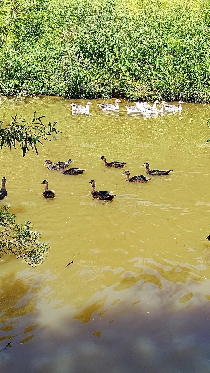 Patos negros disputam o lago com gansos brancos e agitados.