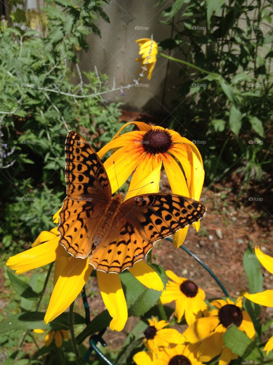 Butterfly on Black Eyed Susan.