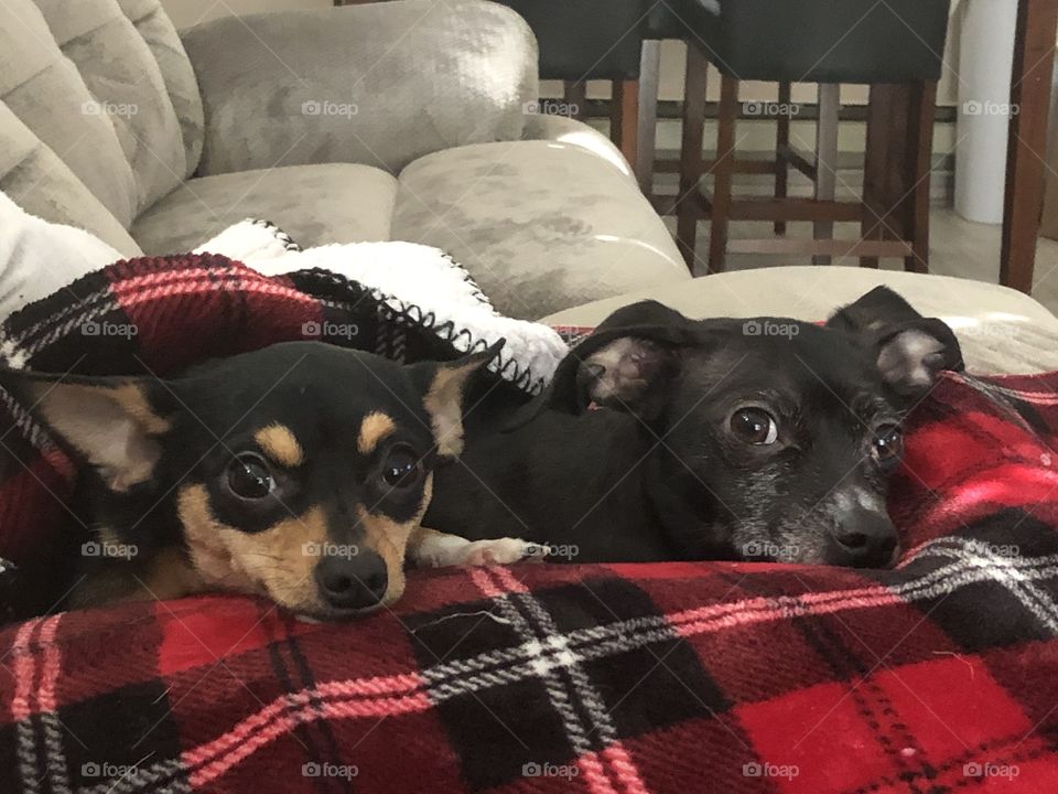 Two dogs cuddling 