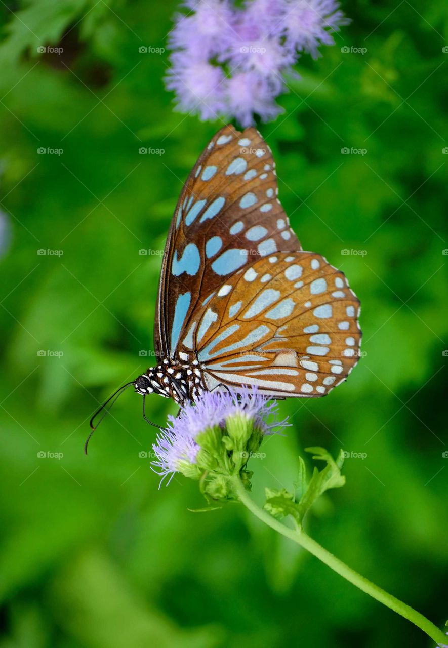 butterdly in the flowers