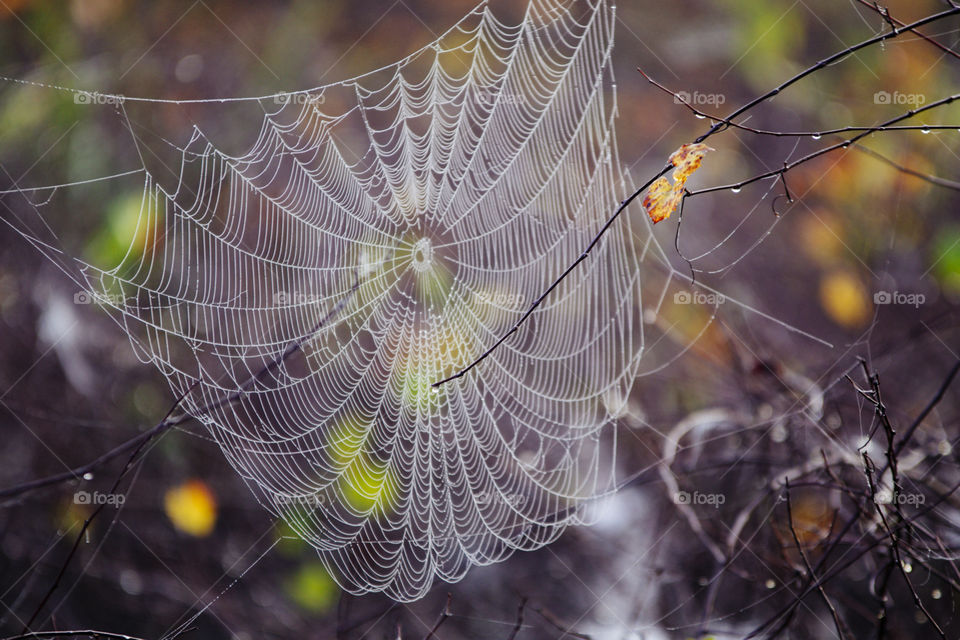 Beautiful morning fall spider web with dew and tree branches