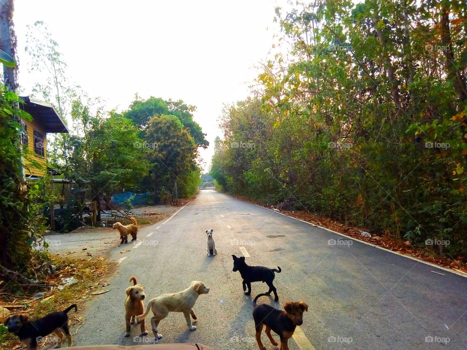 road,dog