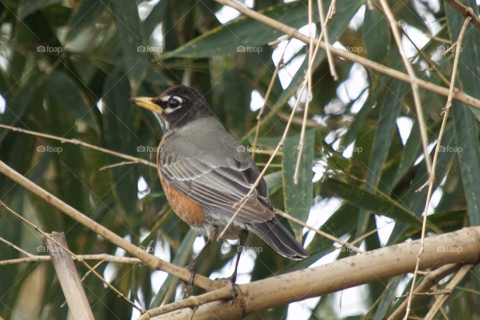 American Robin 