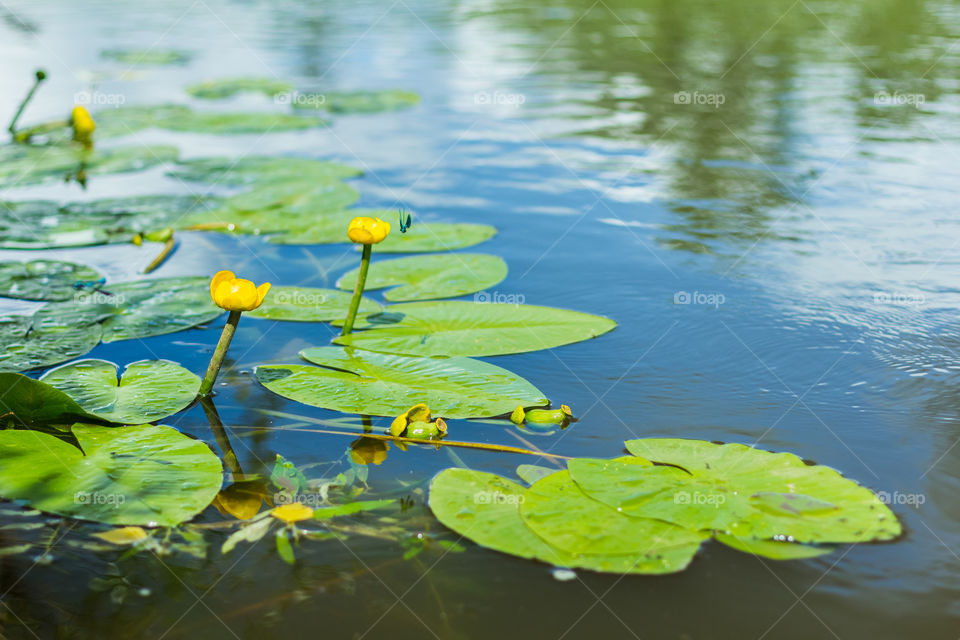 Water lilies on the river