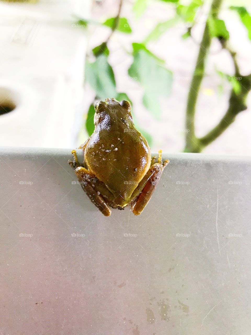 Rain frog