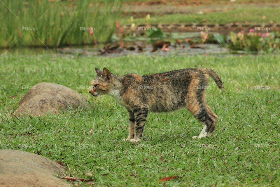 A cat on the green field