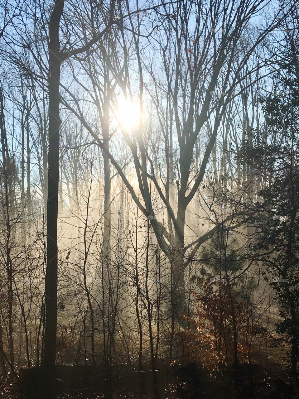 Morning mist 