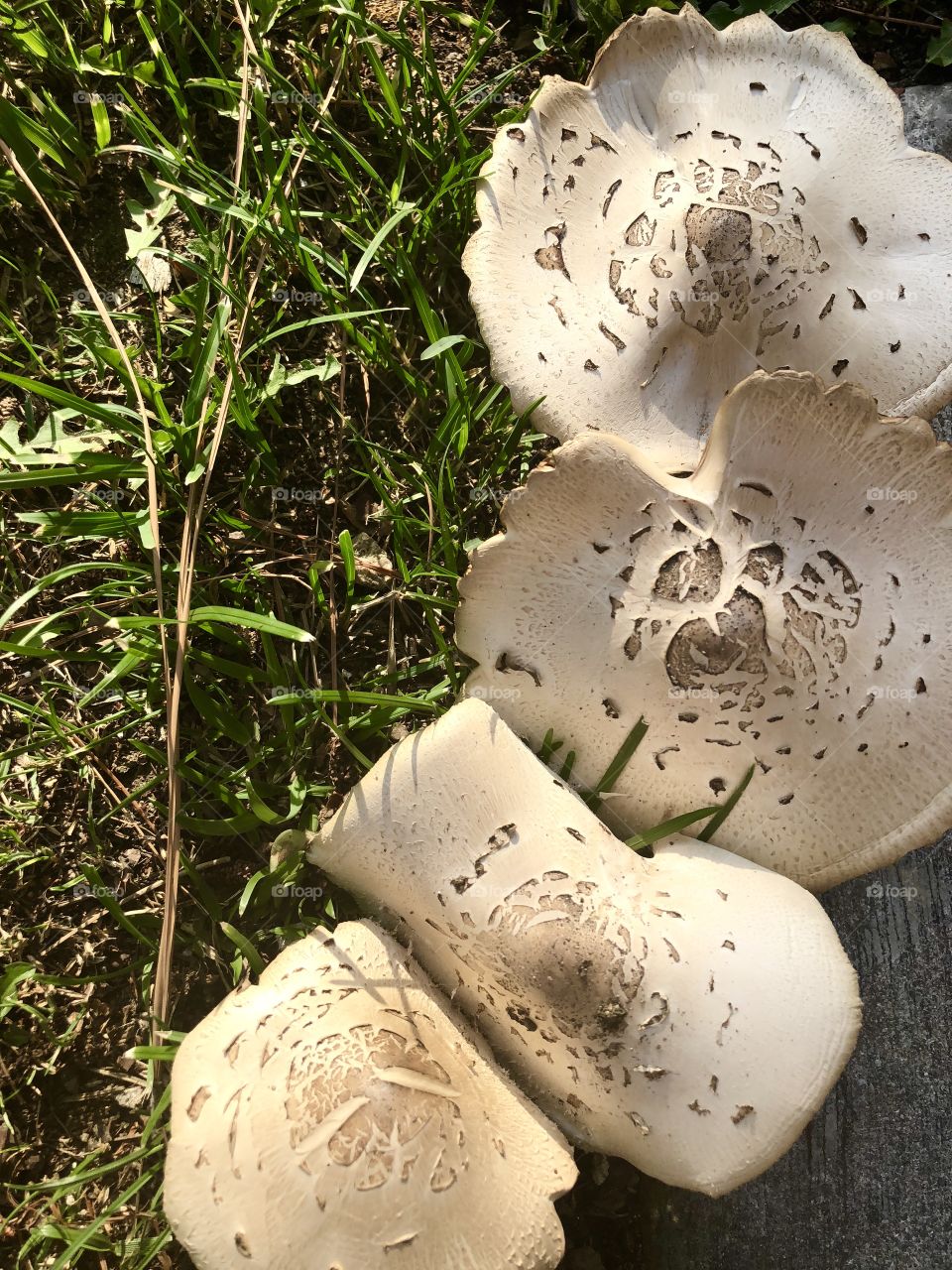 Mushroom Patch