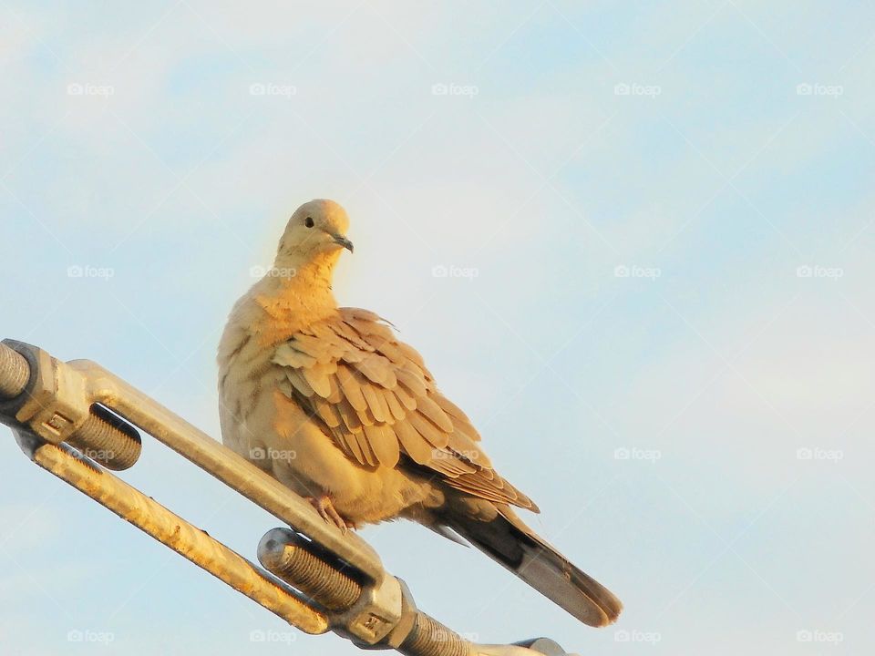 A bird sits on a wire above a bridge at Cranes Roost Park in Altamonte Springs, Florida.