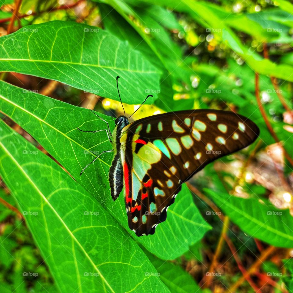 Butterfly belonging to the order Lepidoptera in the family Papilionidae