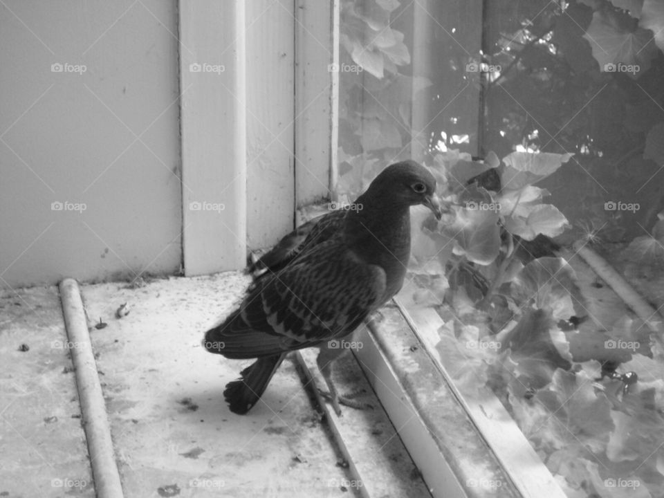 Trapped Pigeon 