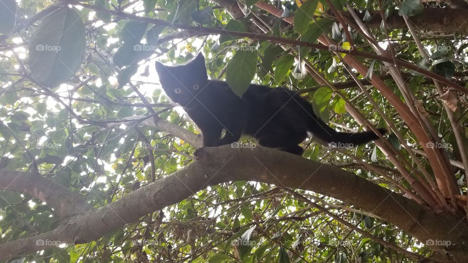 climbing tree