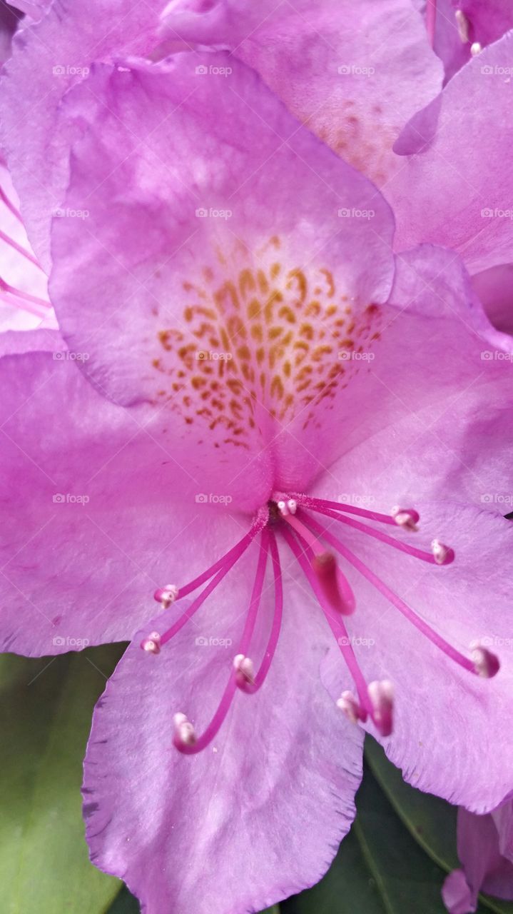 pink spring. a simple flower in my flower garden 