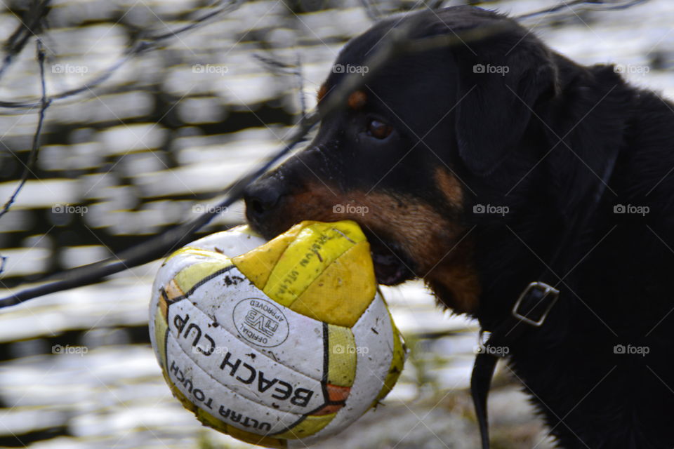 Mister rottweiler with ball he found 