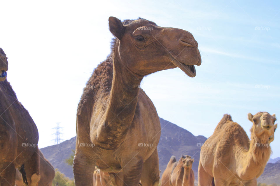 camels