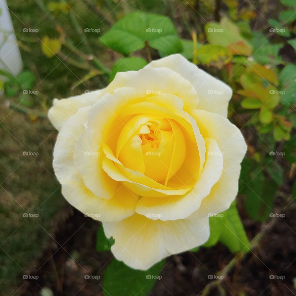 yellow rose