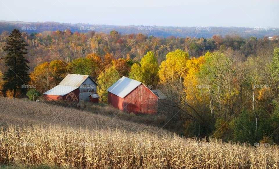 Rustic Farm - Autumn -Country