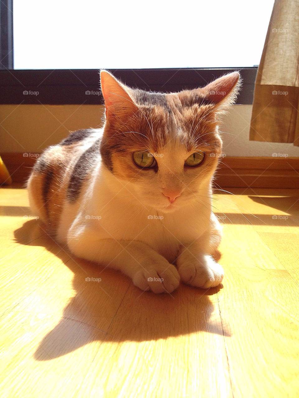 sunny sun cat animal by iDavidHD