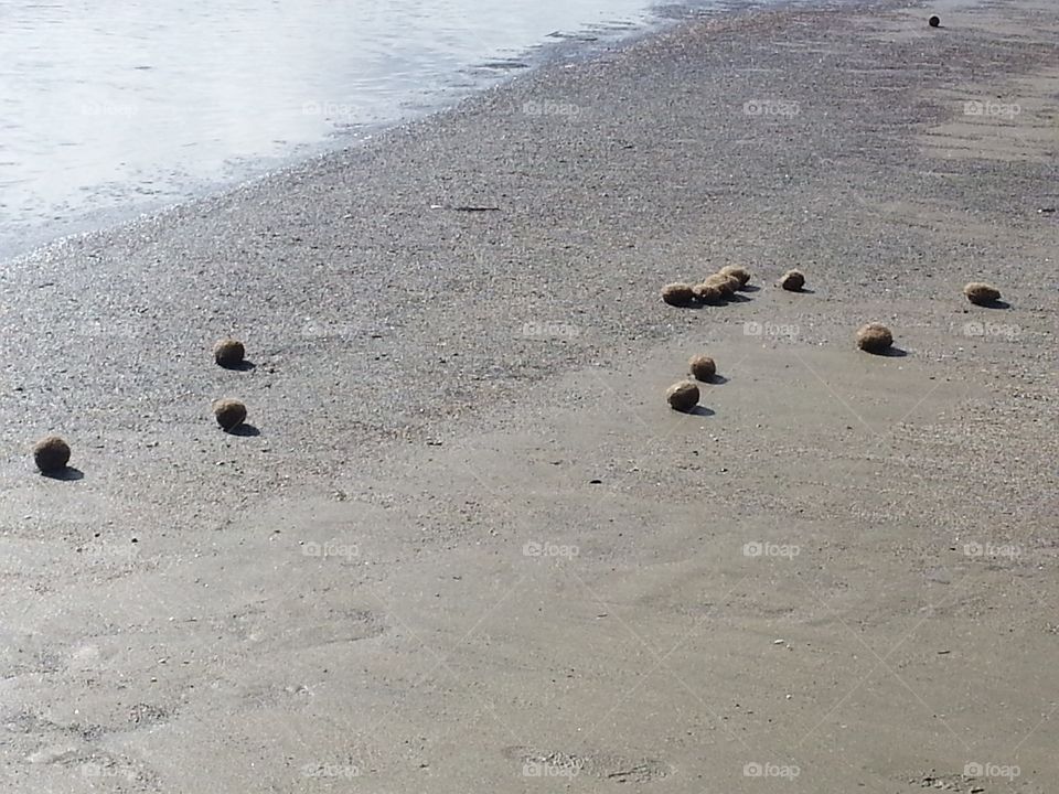 Grass balls on beach