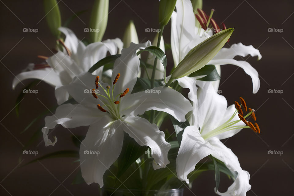 white lilies