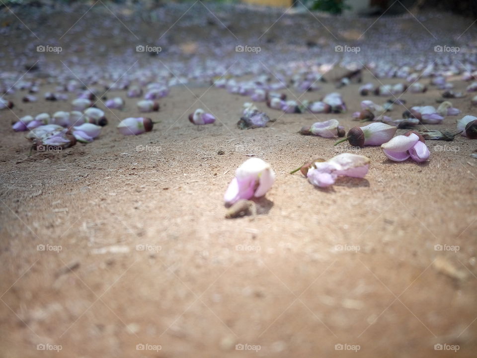 awesome spring season flowers
