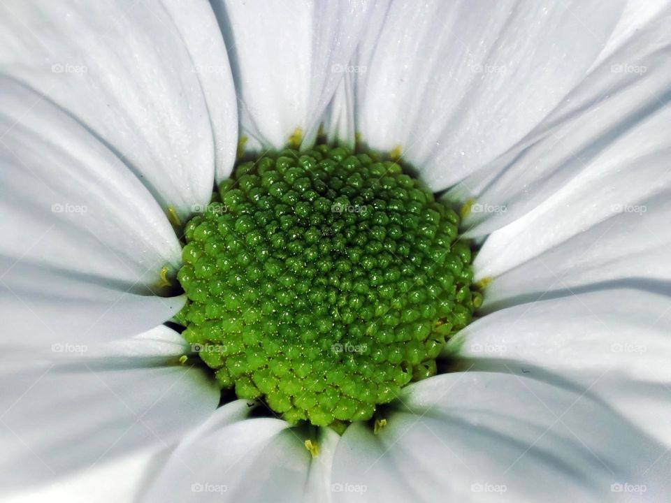 Macro photo of a flower growing in the garden
