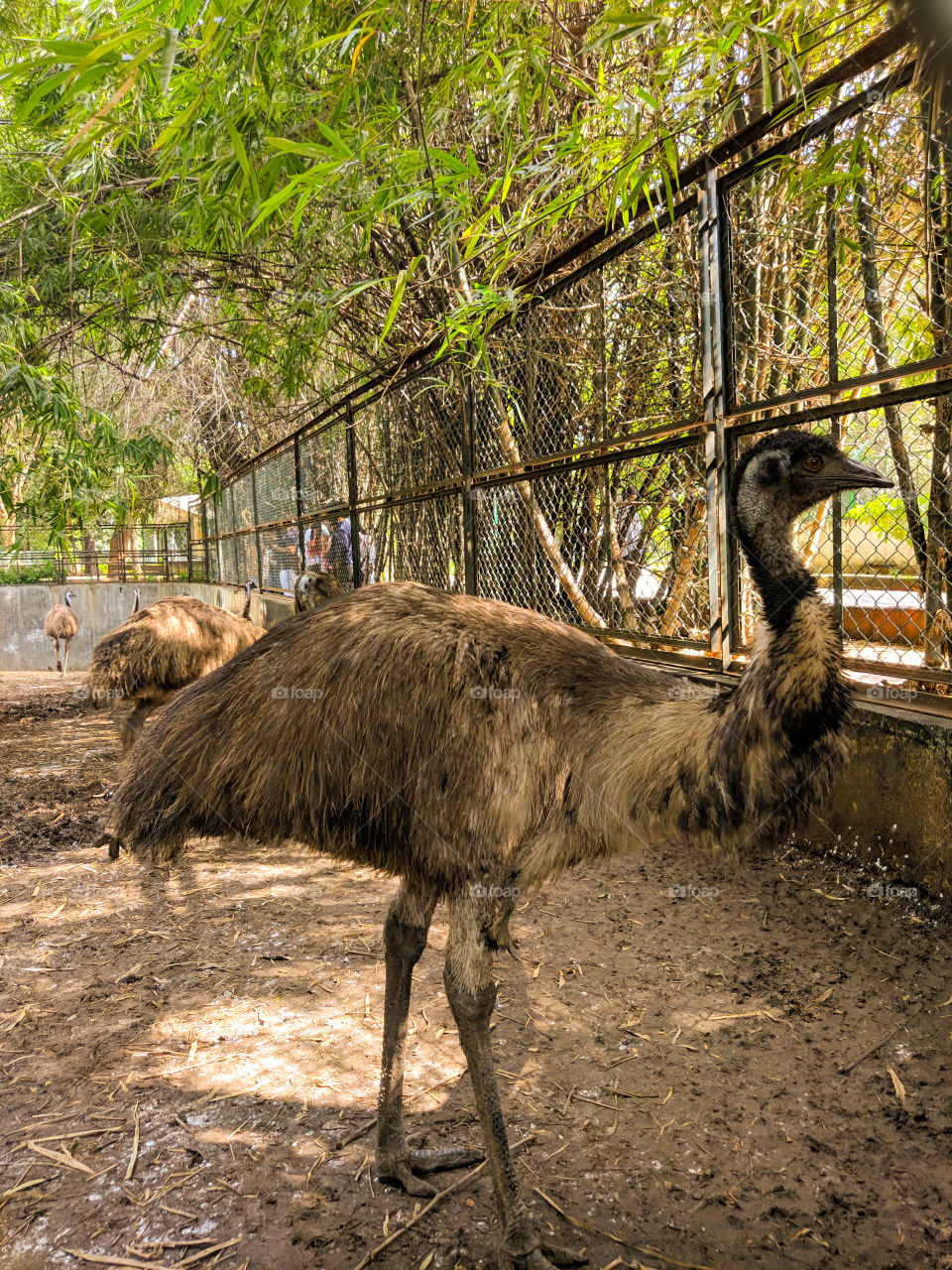 emu