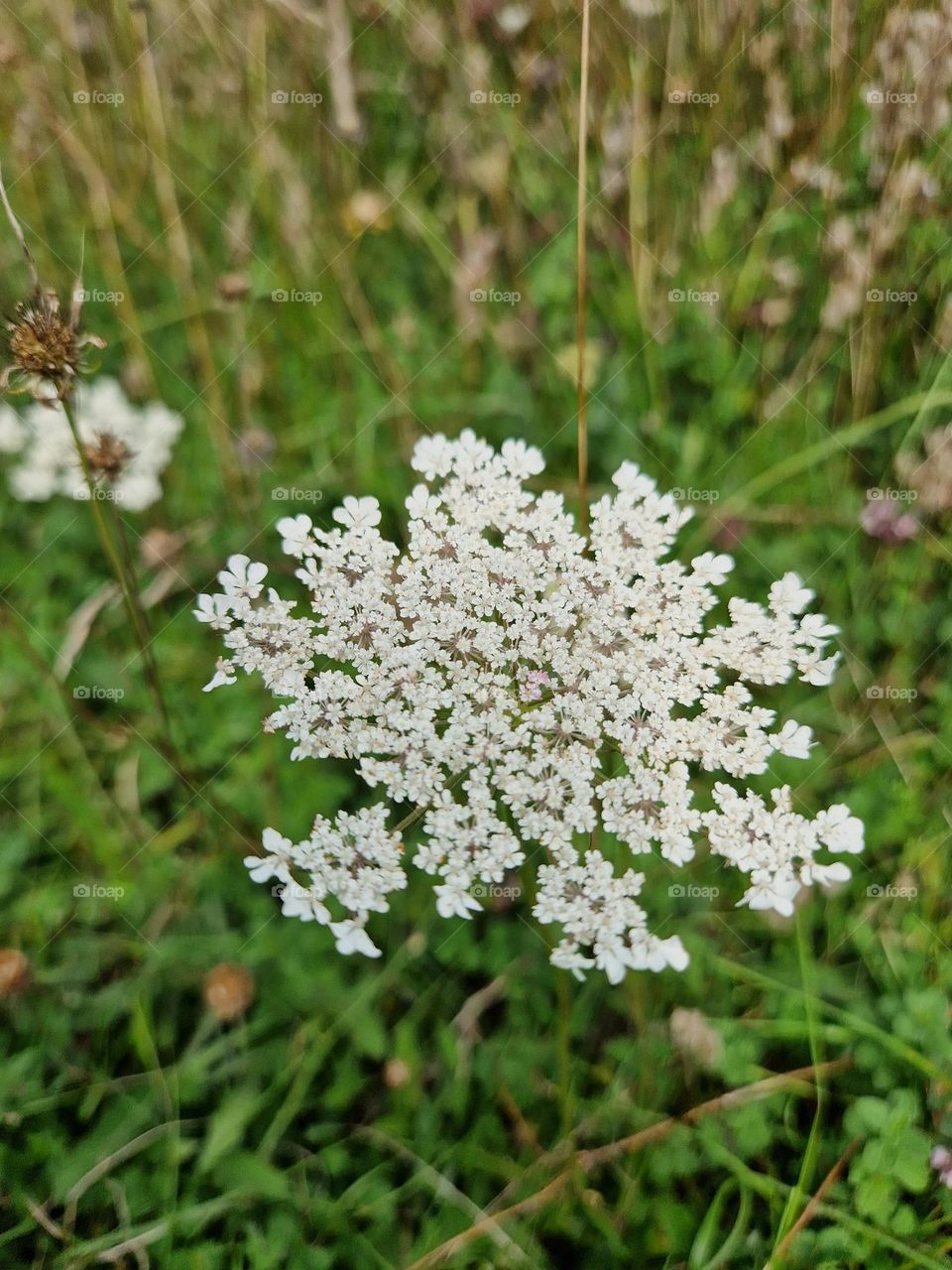 white wildflowers