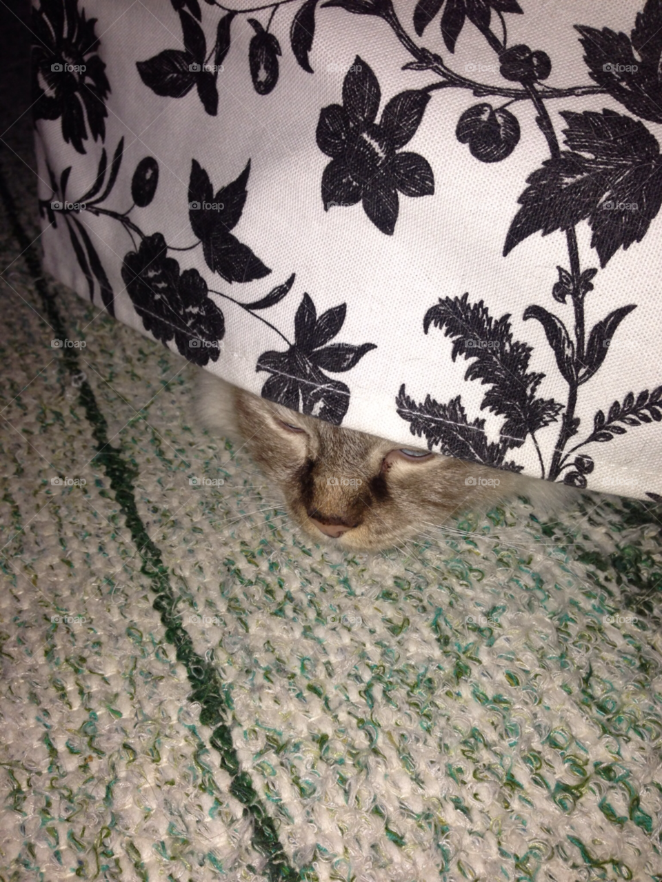 cat animal pet nose by MagnusPm