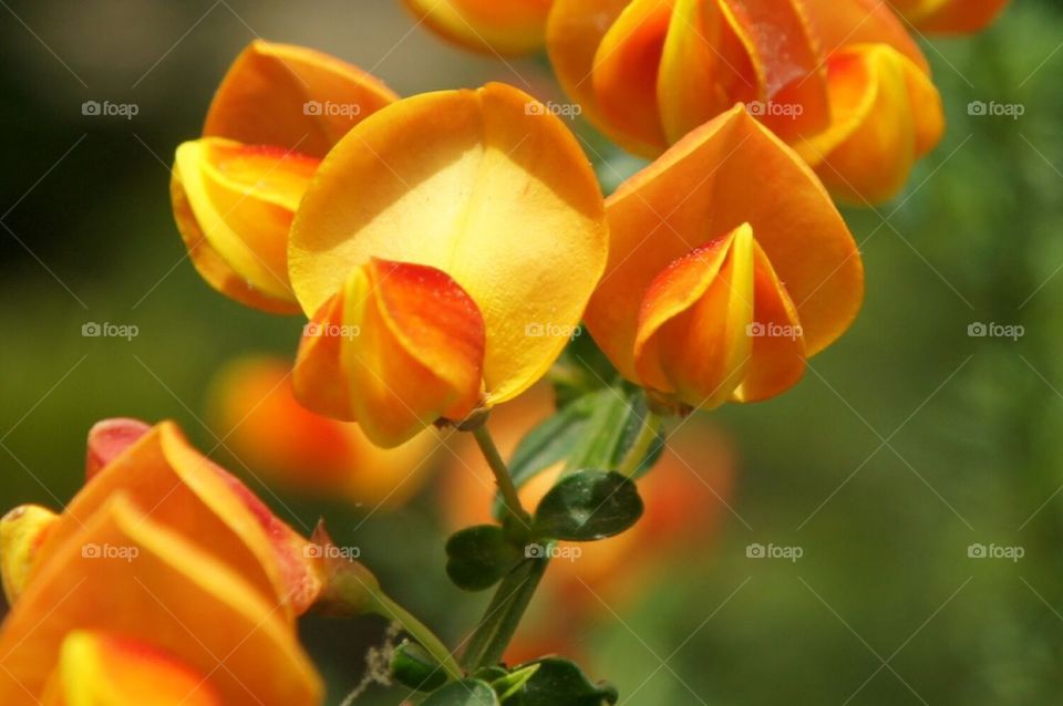 Yellow and orange unusual flowers