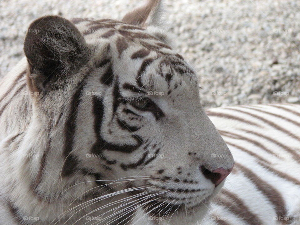 White Tiger. Roadside 