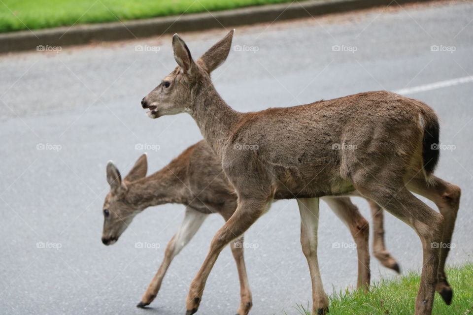 Deers crossing the road -  those pretty animals are invading the town , so , careful drivers !