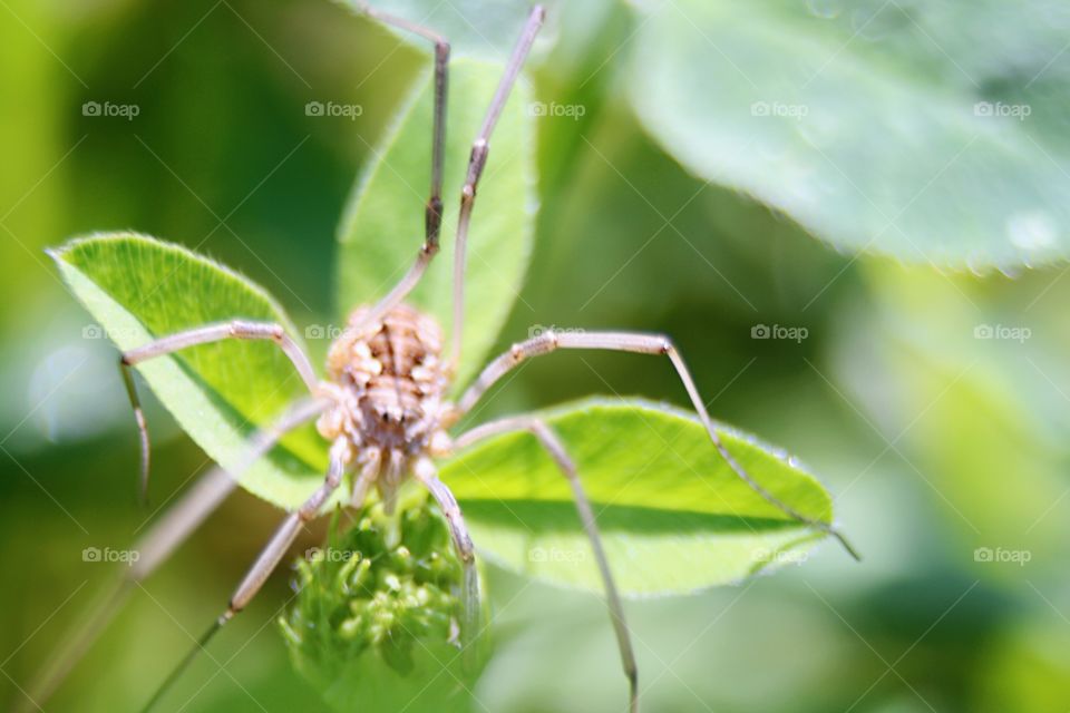 Spider in the grass