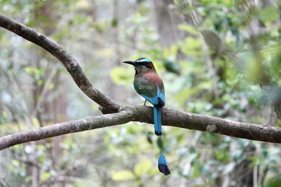 Photo of beautiful Turquoise-browed motmot sitting on tree branch in Mexico on green blurry background.