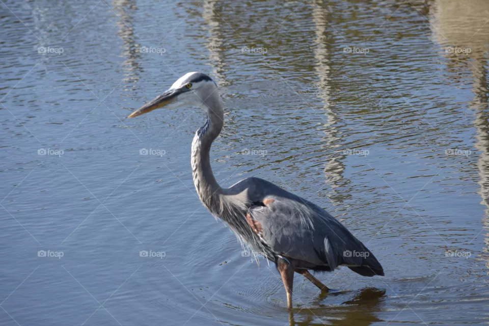 wading in the lake