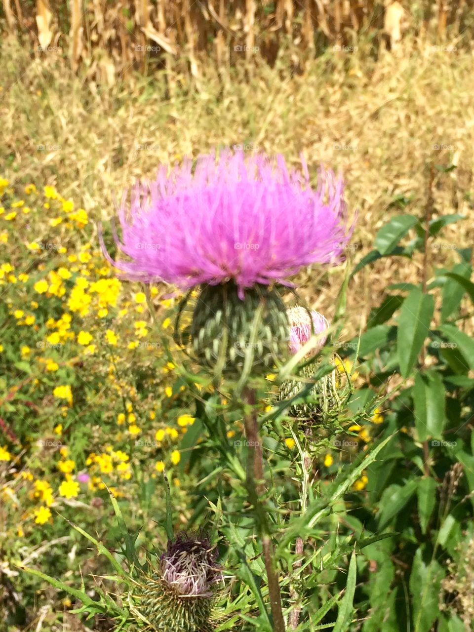 Pink Stands Tall