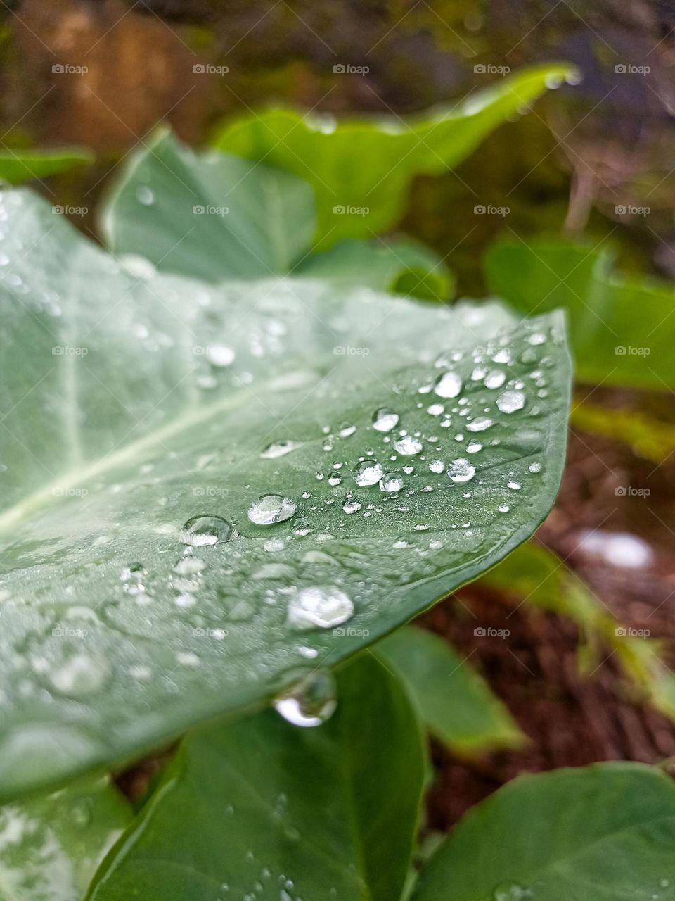 Close-up view of a wet green leaf with raindrops on it. A large green leaf with clear and shiny water droplets is located in the center of the image