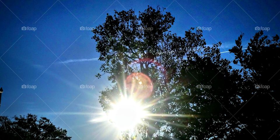 Sun shining through trees.